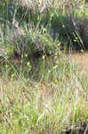 Pine barren sedge